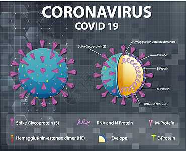 冠状病毒颗粒结构图死亡图表流感绘画尖刺基因组疾病肺炎症状状况图片