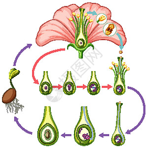 显示部分流程的图表生物植物心皮环境树叶学习生活教育科学生理图片