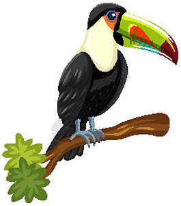 在白色背景上孤立的树枝上的巨嘴鸟鸟翅膀森林羽毛动物学艺术动物群环境生态动物园热带图片
