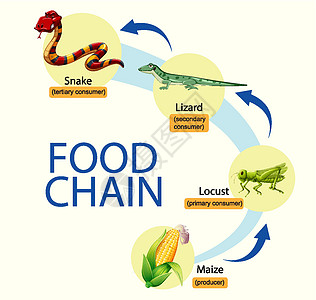 科学食物链图猎物昆虫荒野插图动物海报倾斜爬虫学习生物图片