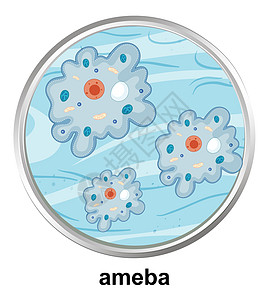 白色背景上阿米巴的解剖结构图片