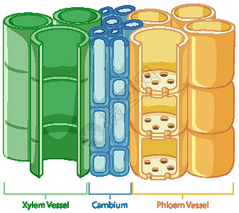植物维管组织系统示意图解剖学夹子病理血管生理插图教育微生物学生活运输图片