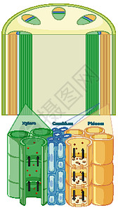 植物维管组织系统示意图运输生活解剖学艺术教育生物学细胞病理环境夹子图片