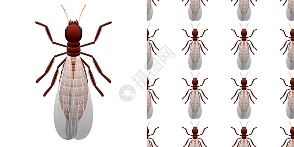 在白色背景和无缝钢管上分离的白蚁昆虫科学甲虫农药包装病理翅膀解剖学墙纸插图生物学图片