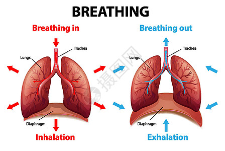 呼吸过程解释图片