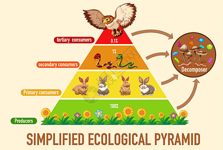有活力科学简化的生态金字塔剪贴捕食者信息插图意义卡通片动物生物绘画生物学插画