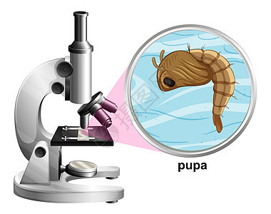 白色背景上有蛹蚊子的显微镜漏洞高清图片素材