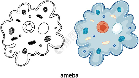 Ameba 的颜色和白色背景上的涂鸦细胞素描艺术框架寄生生物学学习绘画草图细胞质图片