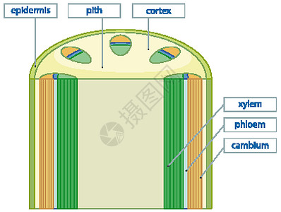 植物维管组织系统示意图叶绿素图表学习生理细胞生物学插图解剖学环境生活图片