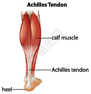 跟腱的医学信息图图片