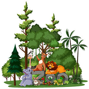 白色背景上具有自然元素的野生动物或动物园动物群国王环境卡通片动物兔子森林横幅植物荒野插图图片