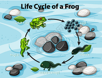 蝌蚪显示青蛙生命周期的图表设计图片