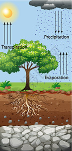 显示树和蒸腾作用的图表图片