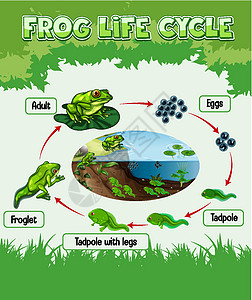 蝌蚪显示 Fro 生命周期的图表生长艺术胚胎学习生物科学卡通片成人动物群生物学设计图片