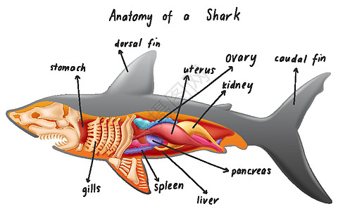 鲨鱼的解剖生物器官艺术科学图表微生物学动物学动物群胰腺病理图片