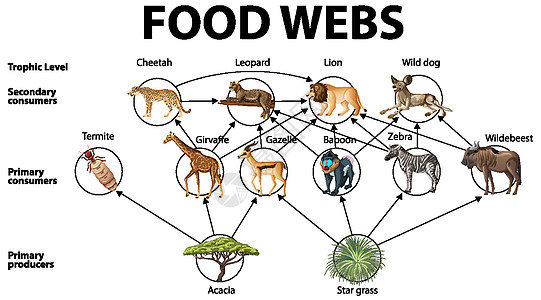 食物网图的生物学教育海报剪贴消费者意义食草科学卡通片图表生物动物学习图片