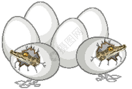 两只鳄鱼刚从蛋里出来 其他蛋在白色背景上被隔离图片