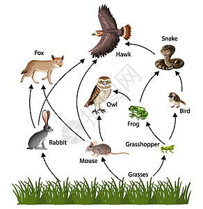 食物链概念图图片