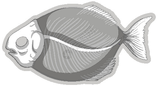 白色背景上的鱼化石骨架图片