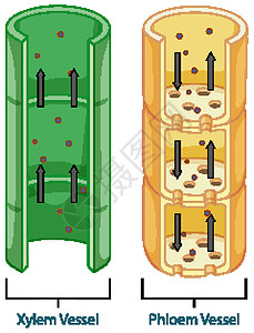 植物维管组织系统示意图卡通片血管生理绘画微生物学艺术生物学解剖学病理图表图片