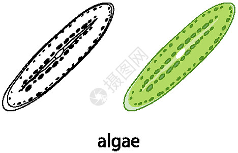 颜色的藻类和白色背景上的涂鸦植物生物学光合作用环境绘画草图活力插图生物科学图片