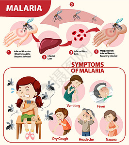 疟疾症状信息图表昆虫安全保健插图呕吐横幅卡通片寄生虫病人漏洞图片