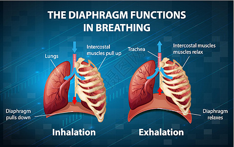 隔膜在呼吸中起作用插图药品病理功能学习气管生理科学肌肉解剖学图片