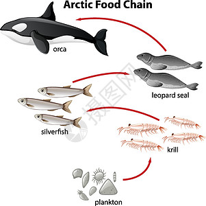 从植物到兽人的北极食物链图图片