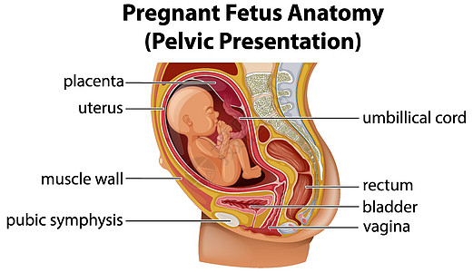 怀孕胎儿解剖图教育海报女性微生物学子宫婴儿直肠卡通片学习女士图片