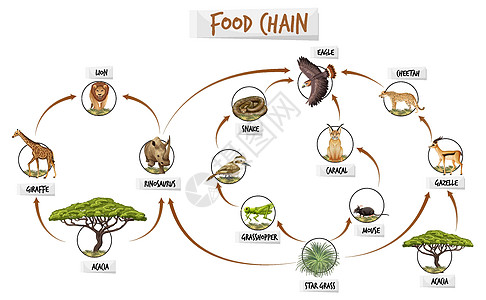 显示食物柴的图表学习植物消费者荒野网络丛林动物群动物动物园制作人图片