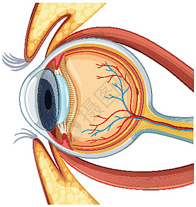 人体眼球解剖图图片