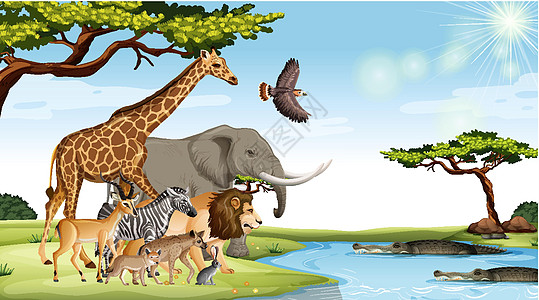 森林场景中的非洲野生动物群生活生物鬣狗卡通片插图猎人动物群团体野生动物收藏图片