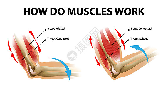 手臂肌肉二头肌和三头肌的运动过程图片