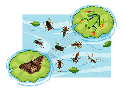 pon 中水生昆虫的顶视图夹子卡通片生活环境叶子学习漏洞动物青蛙植物腿高清图片素材