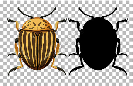 透明背景上的科罗拉多甲虫图片
