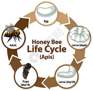 显示生命周期的图表教育动物群意义胚胎生长动物环境绘画科学运输图片
