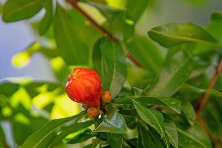 石榴树和带有绿叶的石榴花果园气候情调食物果汁植物群石榴叶子萼片水果图片