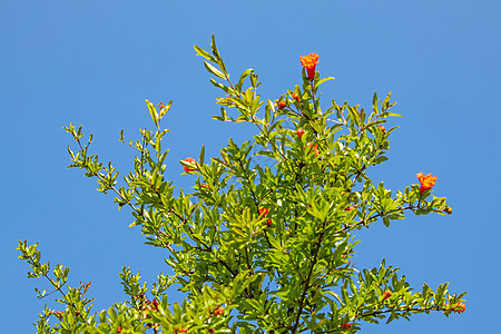 石榴树和带有绿叶的石榴花异国植物群饮食种子热带叶子萼片情调水果果园图片