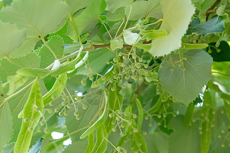 绿树和绿色叶子的林木花森林花园花序药品花瓣草本植物季节枝条树叶椴树图片