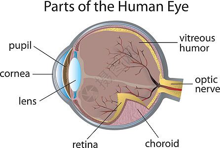 人眼眼球视网膜眼睛图表脉络膜角膜生物学海报医疗光学图片
