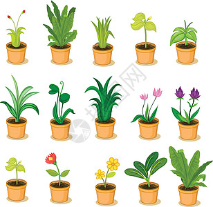 植物收集盆栽制品蕨类花朵卡通片团体雏菊捕蝇草郁金香插图图片