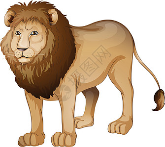 狮子狮狮子尾巴爪子草图胡须动物豹属荒野鬃毛哺乳动物图片