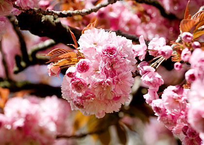 在春夜的温暖夜晚 粉红色花枝开花叶子樱花绿色公园植物粉色季节植物群白色花朵图片