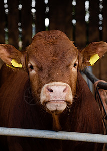 一头红牛的肖像画 在农场的草场上小牛动物绿色家畜牧场奶制品哺乳动物牛肉草地棕色图片