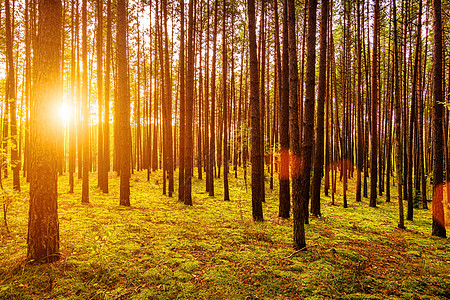 松树森林在秋天的松林中日落或日出 阳光在树干之间闪耀森林松树林地日落太阳背光环境场景农村阴影背景