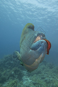 特写了大片的凝固汽油球 折叠着食用墨水动物浮潜蓝色荒野嘴唇游泳珊瑚男性野生动物动物群图片