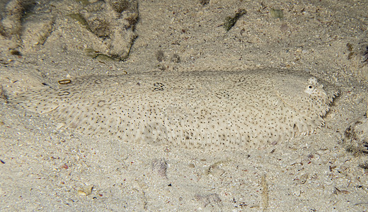 特写沙质海床上的软糖唯一的扁板鱼图片