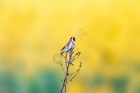 Goldfinch坐在树枝上寻找食物栖息棕色荒野动物群羽毛尾巴灰色男性动物鸟类图片