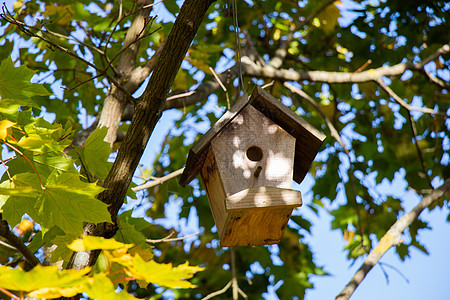 木林自制鸟屋挂在树上动物手工帮助公园鸟巢盒子木头乡村嵌套院子图片