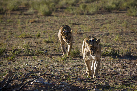 在南非Kgalagadi跨界公园的非洲狮子沙漠气候野生动物动物生物观察大猫游戏自然保护区母狮图片